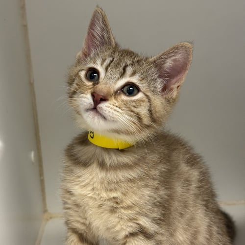 BEAR - Domestic Short Hair available for adoption