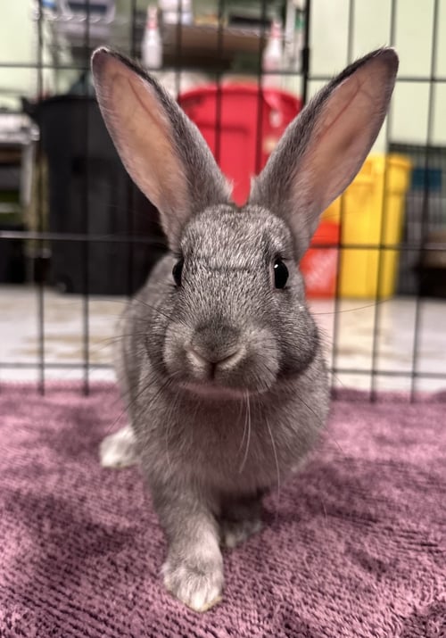 COBWEB - American available for adoption