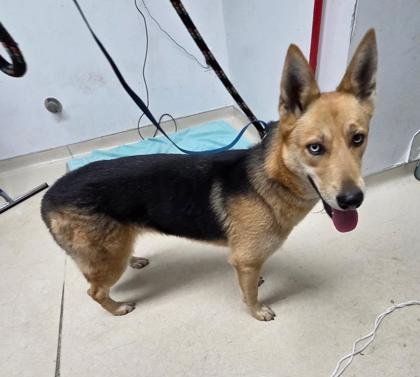 FLORENCE - German Shepherd Dog / Siberian Husky available for adoption