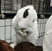 Henri - Photo 4