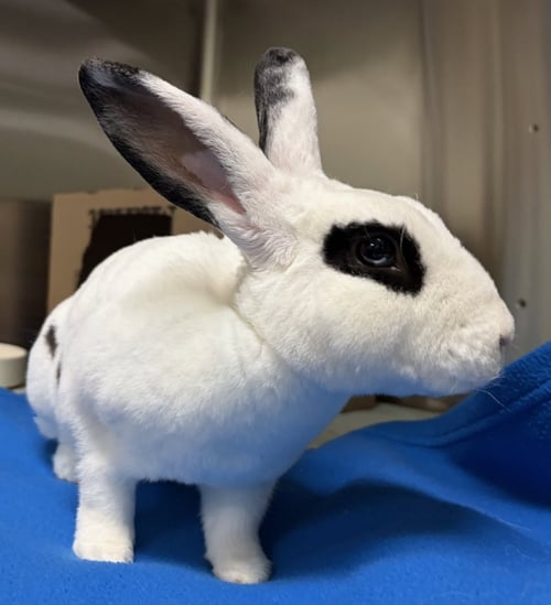 HENRI - English Spot available for adoption