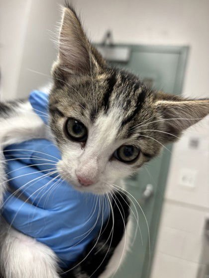 TRIS - Domestic Short Hair available for adoption