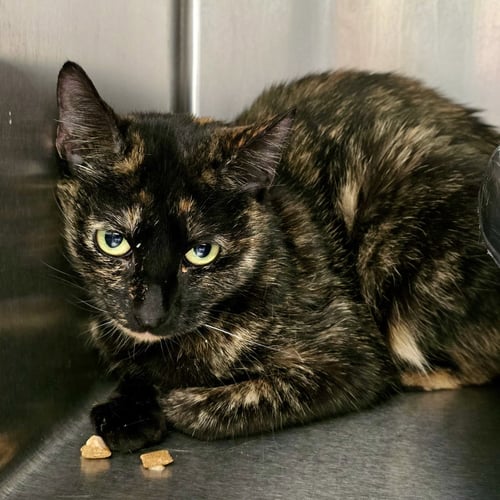 ATHENA - Domestic Short Hair available for adoption