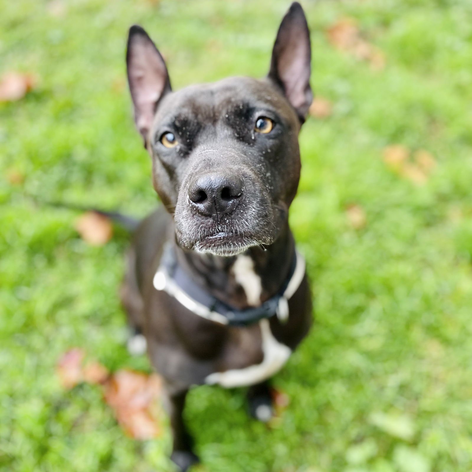 SHERA - Pit Bull Terrier available for adoption