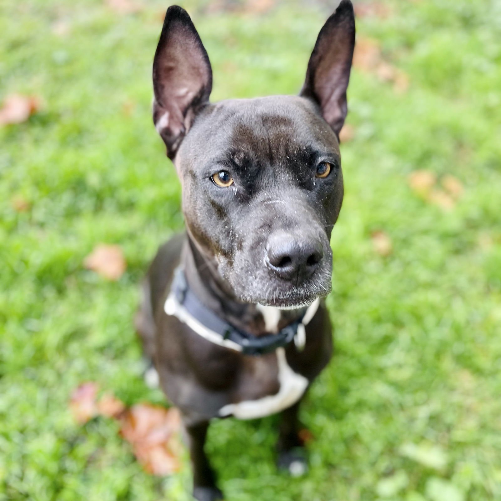 SHERA - Pit Bull Terrier available for adoption