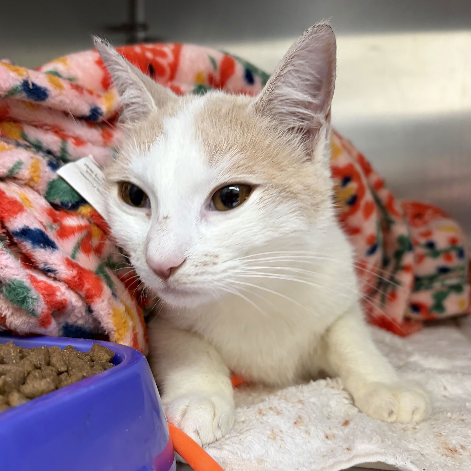 GELATO (BONDED W/SHERBERT) - Domestic Short Hair available for adoption