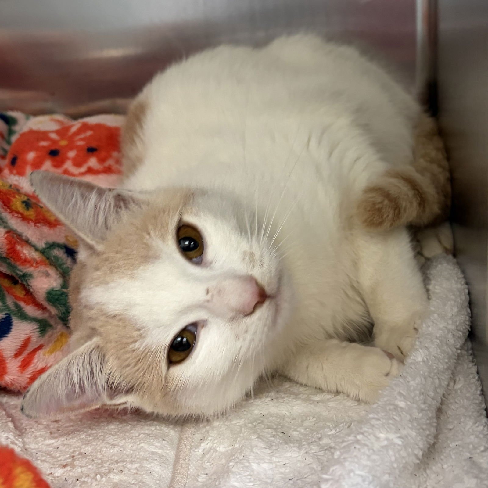 GELATO (BONDED W/SHERBERT) - Domestic Short Hair available for adoption