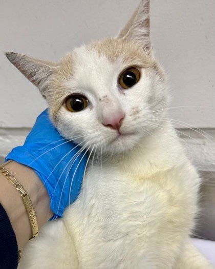 Gelato (bonded w/Sherbert) - Photo 3