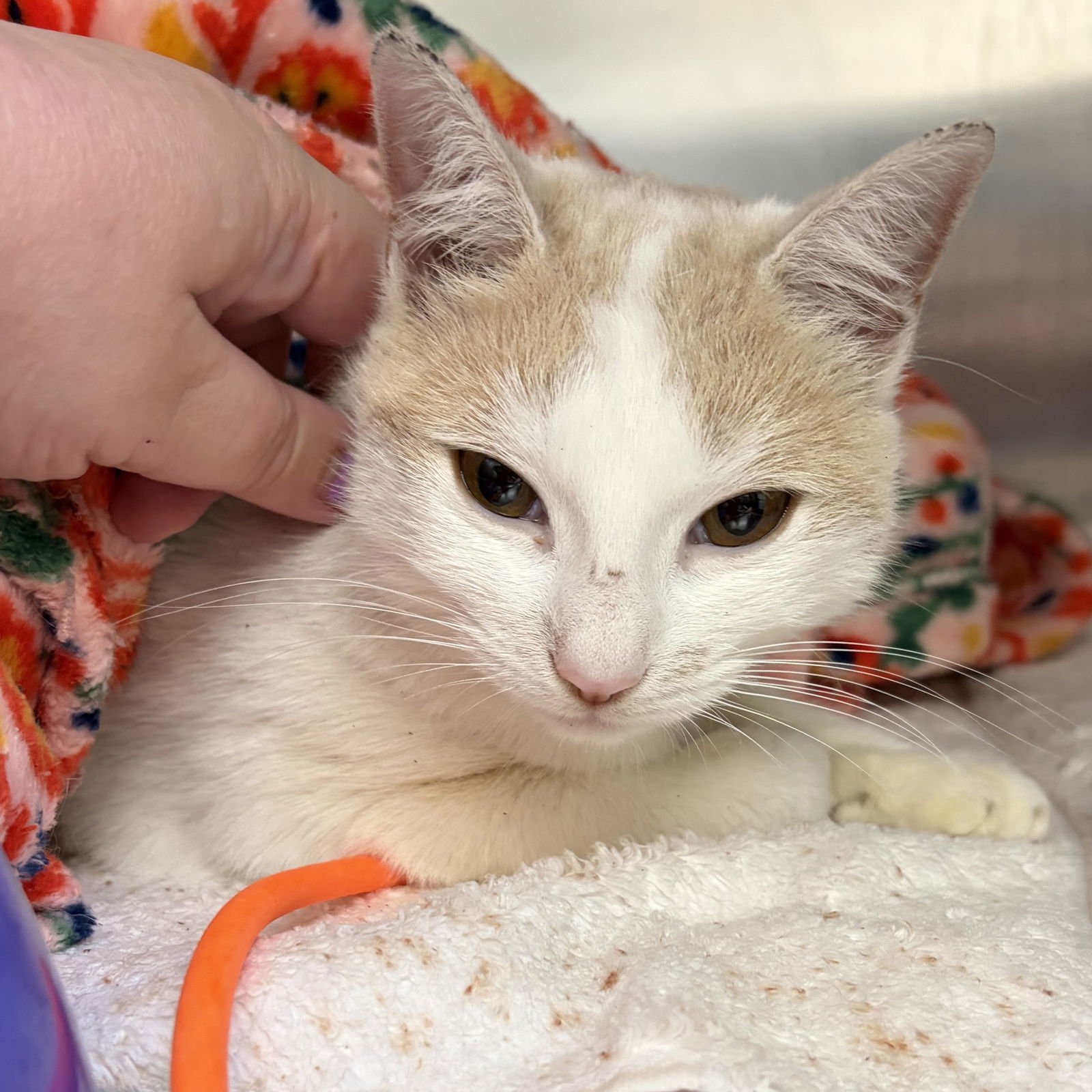 Gelato (bonded w/Sherbert) - Photo 4