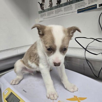 CHESTNUT - Husky / American Pit Bull Terrier available for adoption