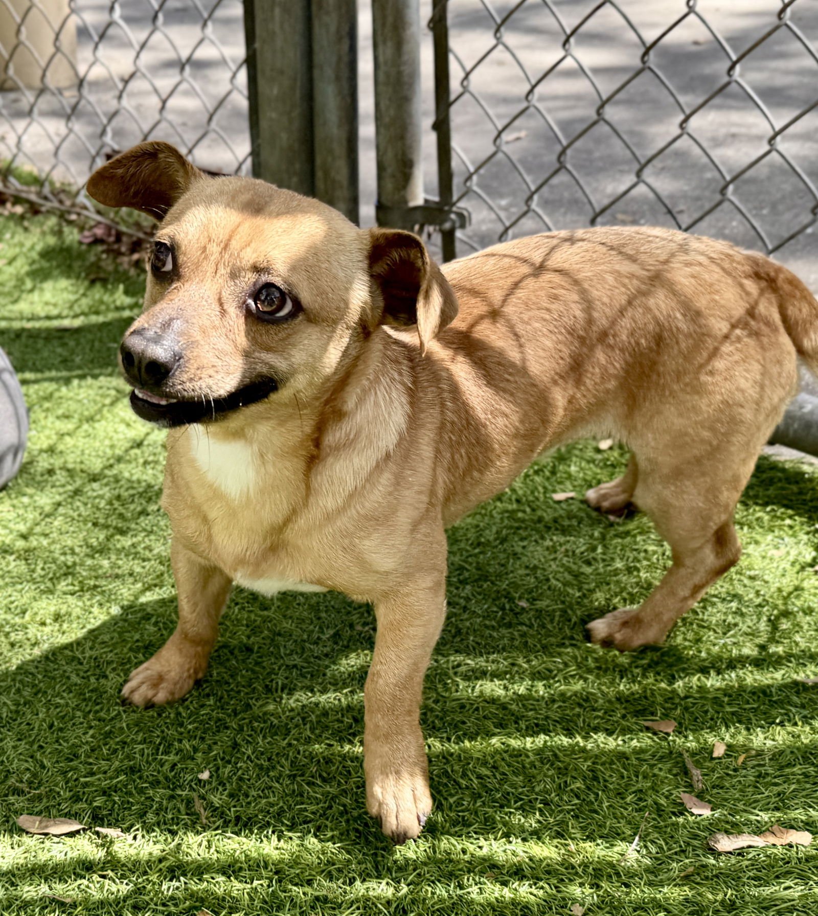 DARWIN - Terrier available for adoption