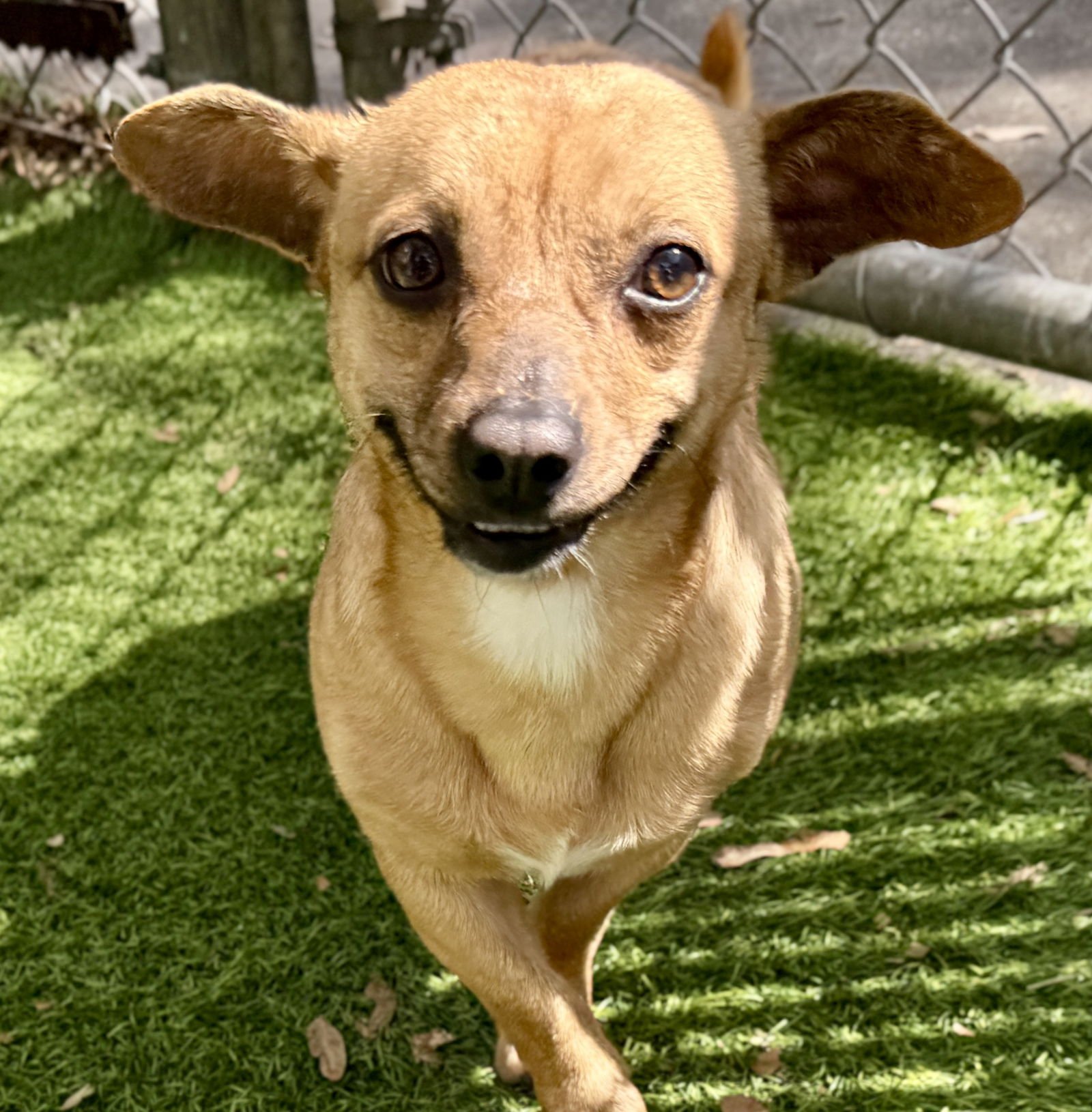 DARWIN - Terrier available for adoption