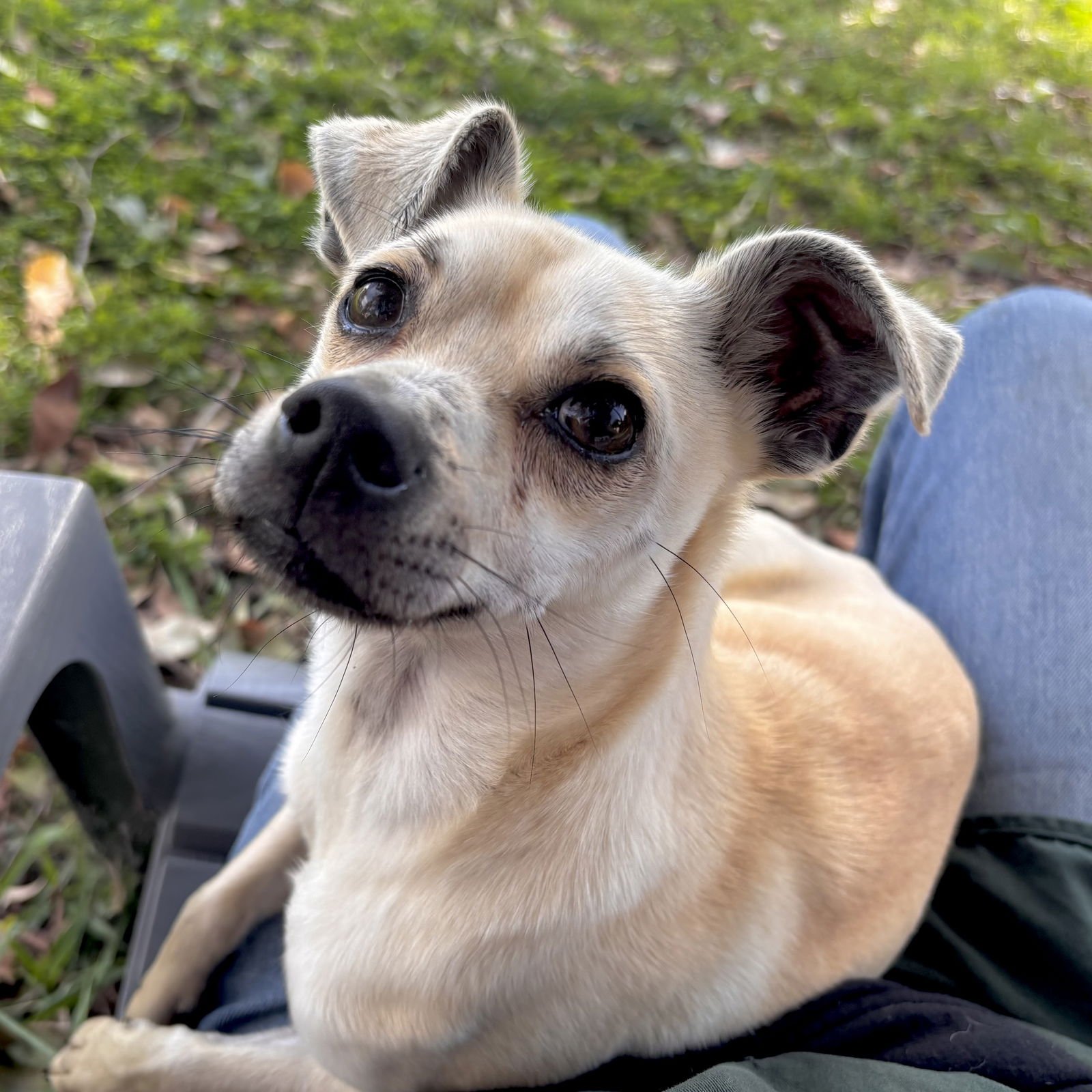 ELLISON - Unknown available for adoption