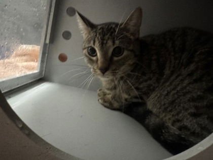 RAIN PETAL (BONDED W/ WIND WHISPER) - Domestic Short Hair available for adoption