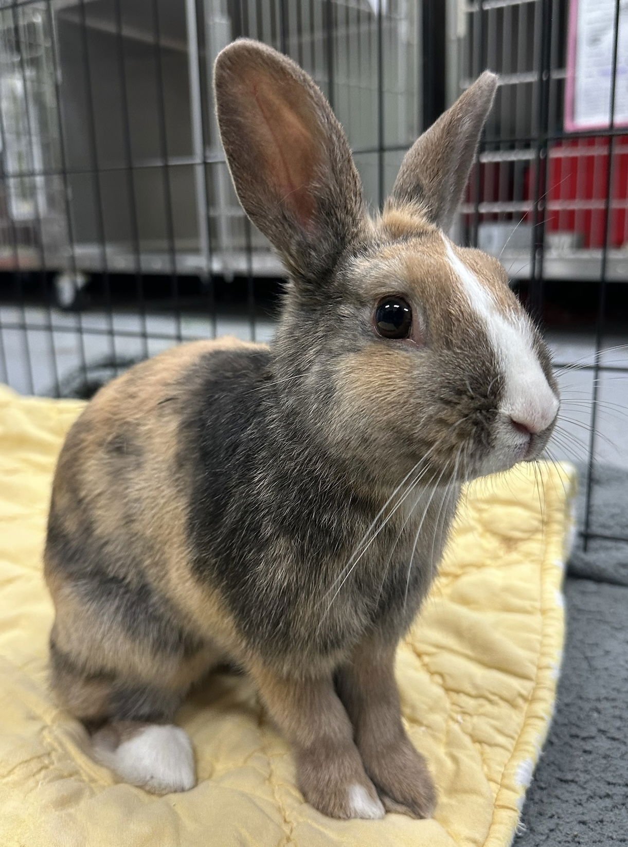 DOROTHY - American available for adoption