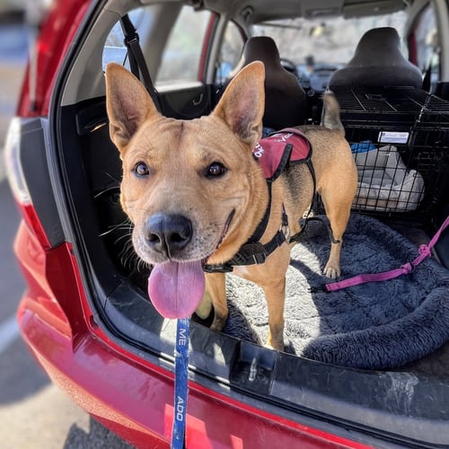 KADEN - Shepherd available for adoption