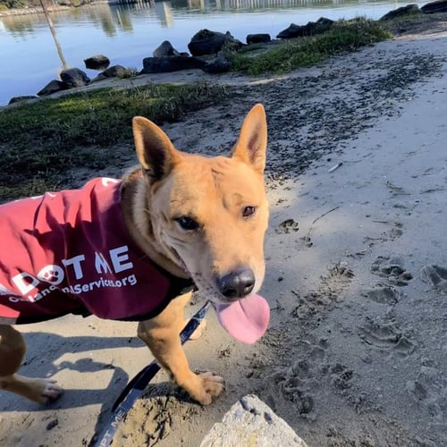 KADEN - Shepherd available for adoption