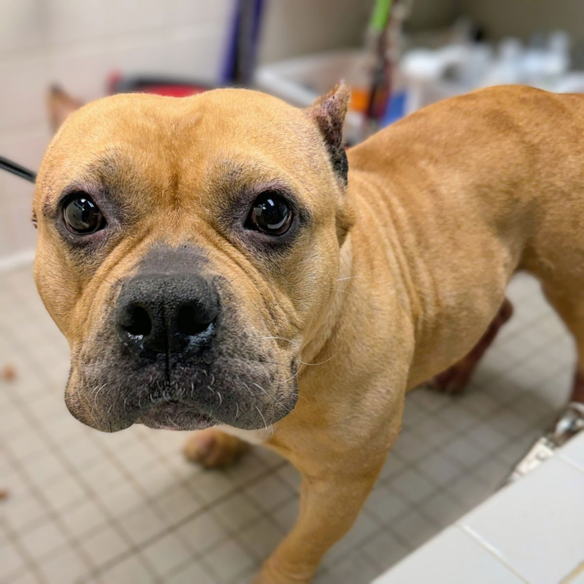 PASHMINA - Bulldog available for adoption