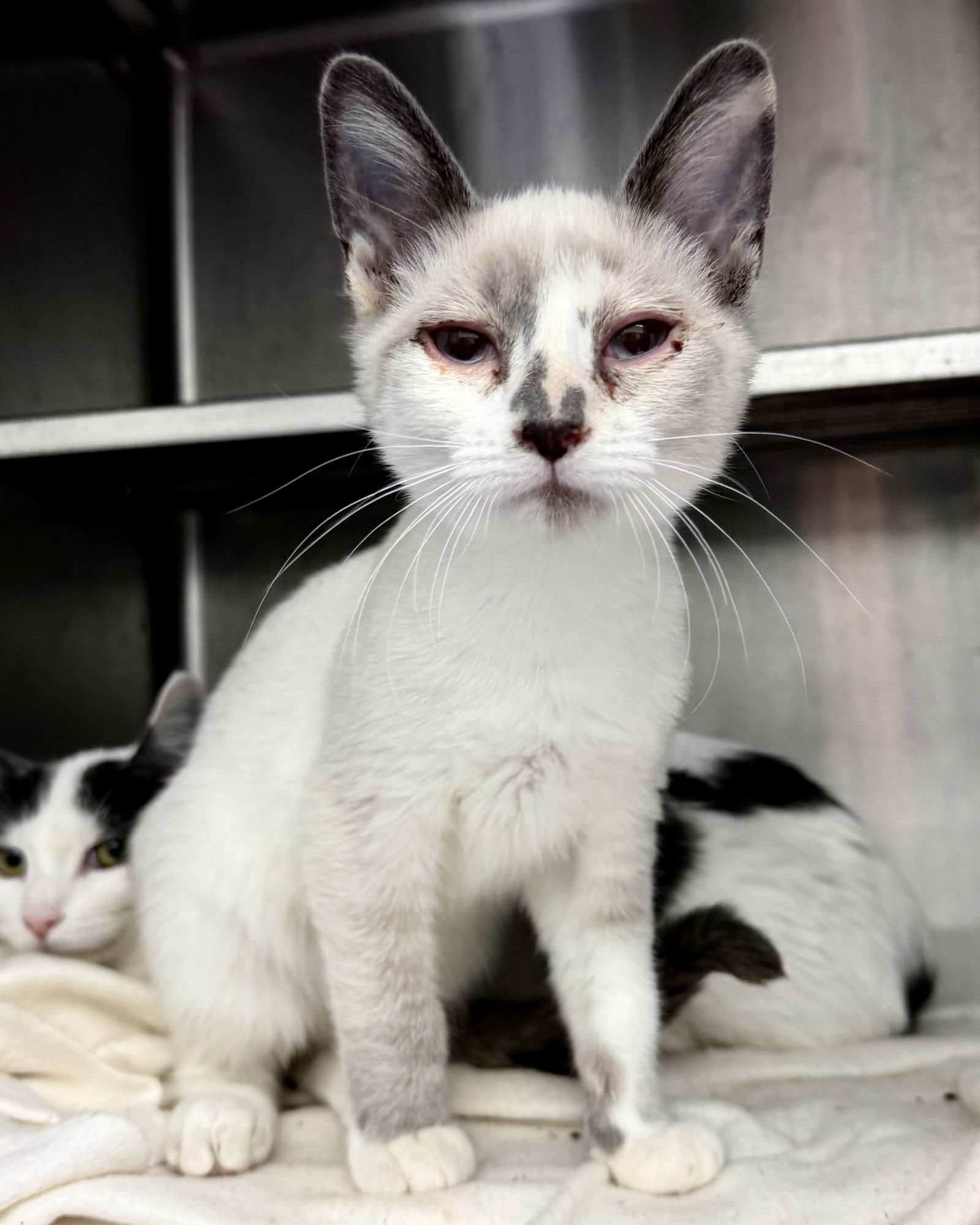 SNOW - Snowshoe available for adoption