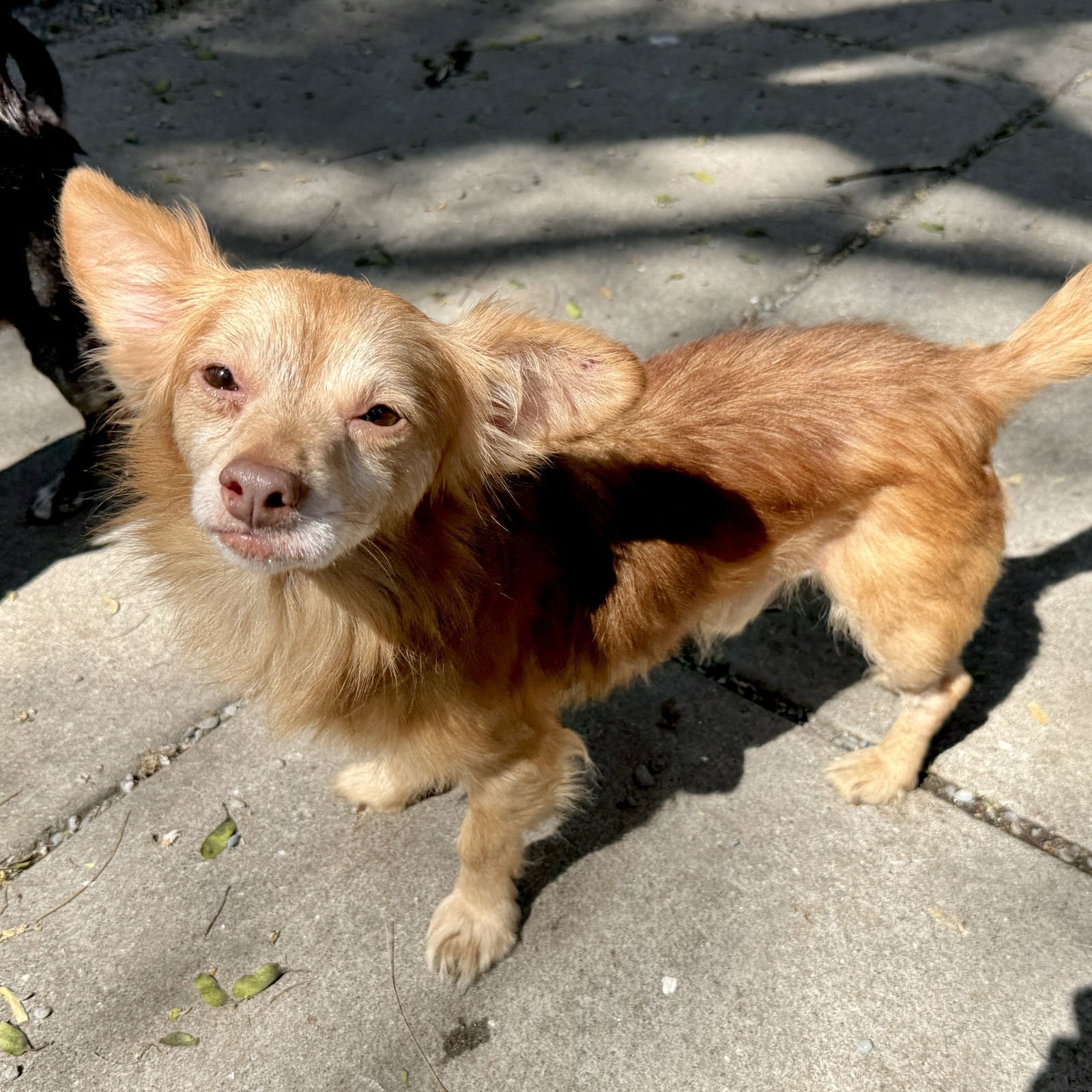 TOMATILLO - Chihuahua available for adoption