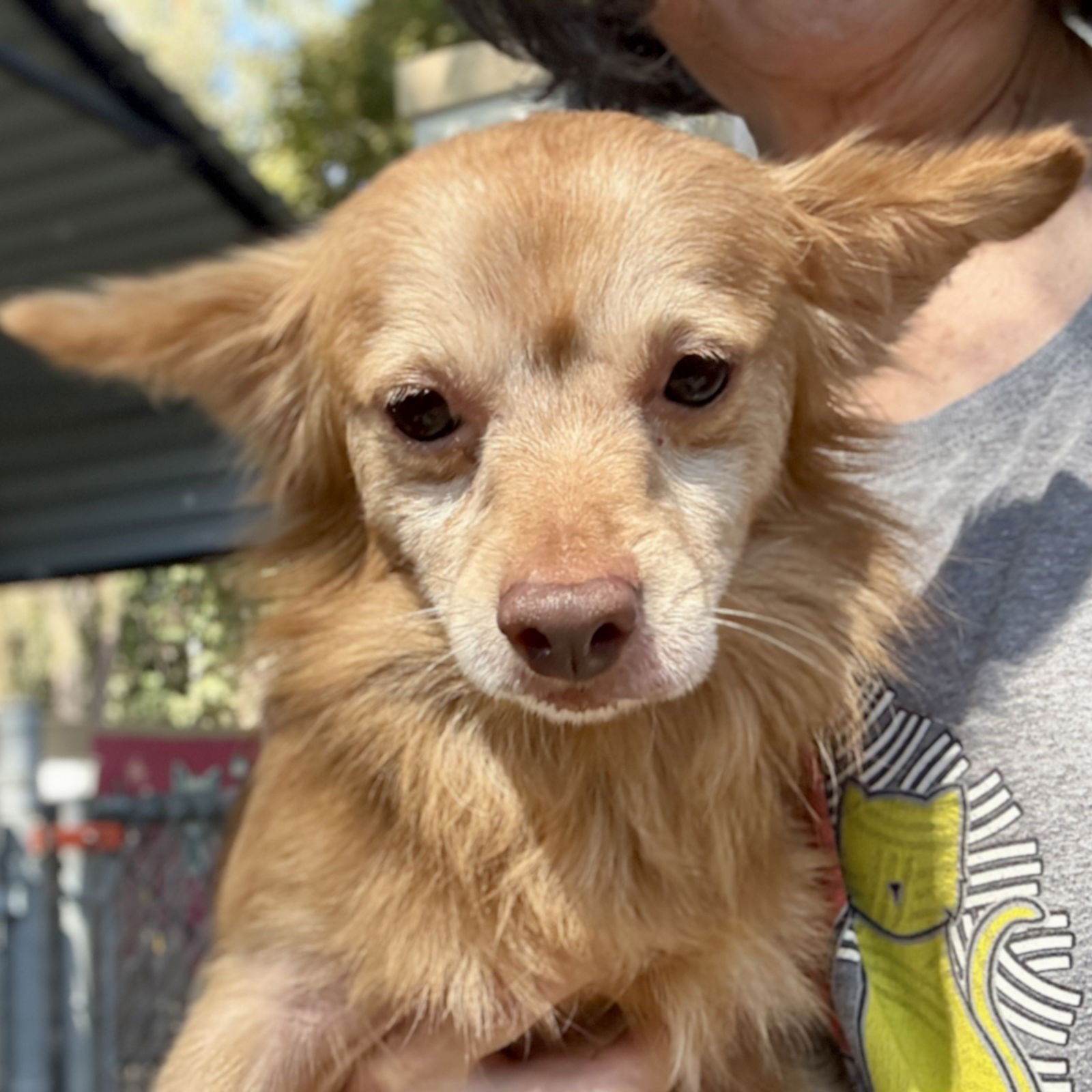 TOMATILLO - Chihuahua available for adoption