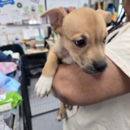 TASHA - Pit Bull Terrier / Husky available for adoption