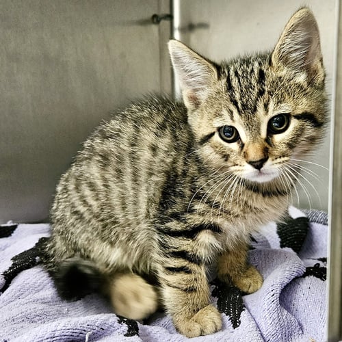 SCRUGGS (BONDED W/ BUSTER) - Domestic Short Hair available for adoption