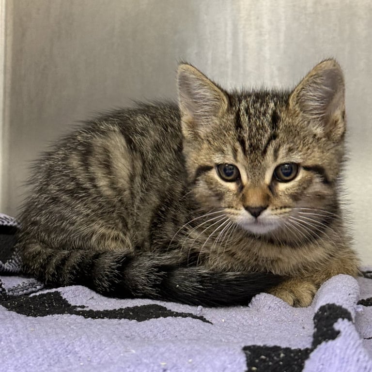 Scruggs (bonded w/ Buster) Image