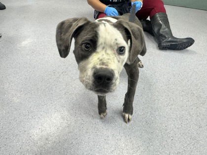 TUSH - Pit Bull Terrier available for adoption