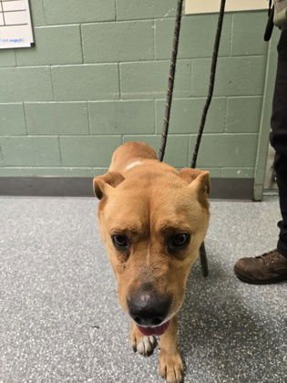 CICERO - Unknown available for adoption