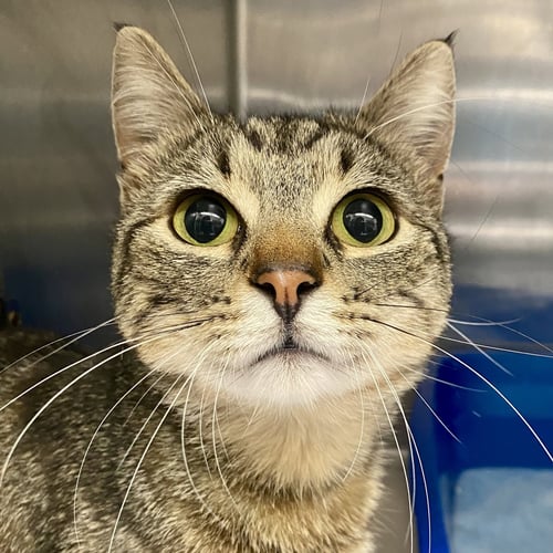 ZAMBONI - Domestic Short Hair available for adoption