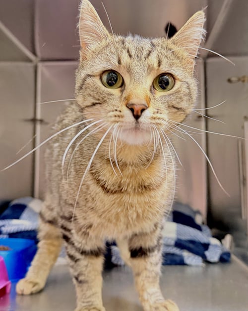 ZAMBONI - Domestic Short Hair available for adoption