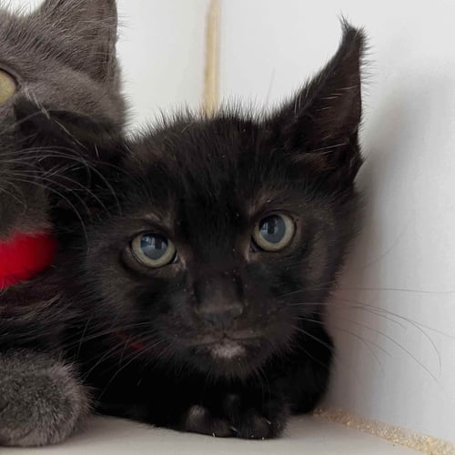 PABLO (BONDED W/ PETEY) - Domestic Short Hair available for adoption