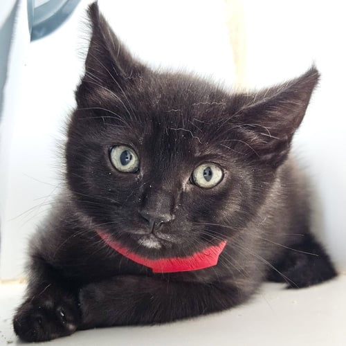 PABLO (BONDED W/ PETEY) - Domestic Short Hair available for adoption