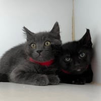 Pablo (bonded w/ Petey) - Photo 3