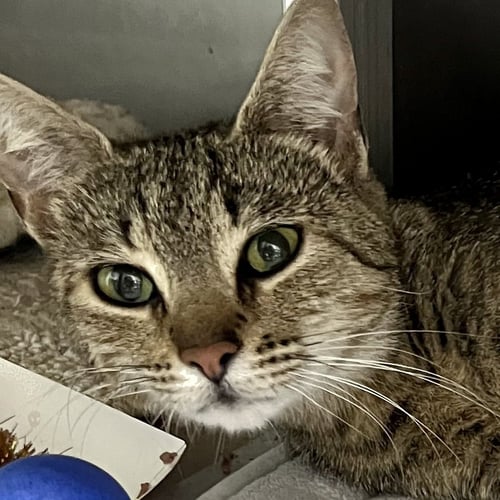 TULIP - Domestic Short Hair available for adoption