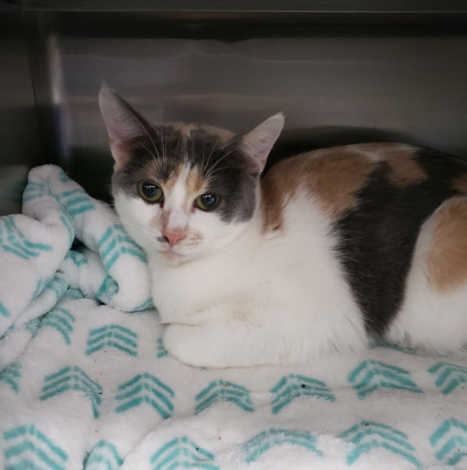 CATALINA - Domestic Short Hair available for adoption