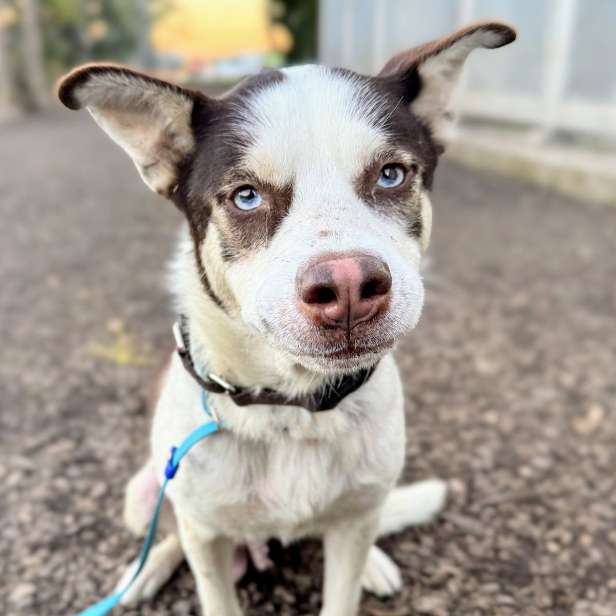 SUISSE - Husky available for adoption