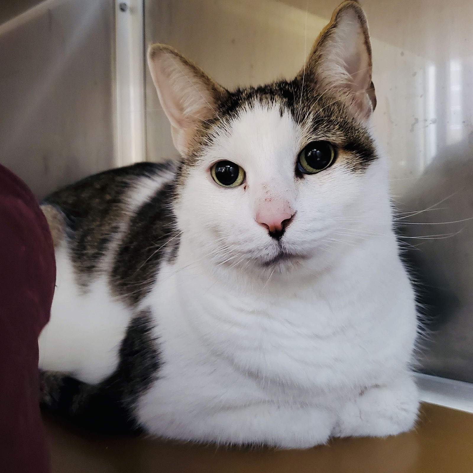 SOUSUKE (BONDED W/ FREYJA) - Domestic Short Hair available for adoption