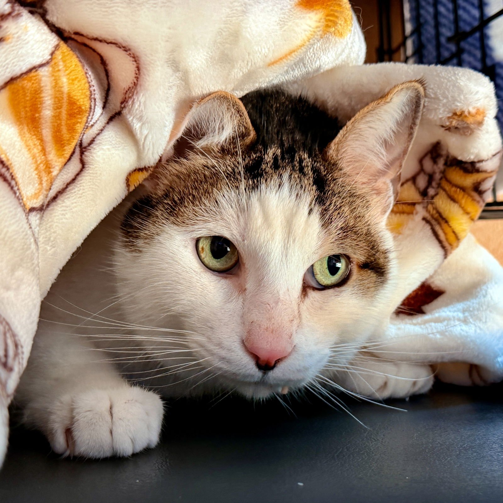 SOUSUKE (BONDED W/ FREYJA) - Domestic Short Hair available for adoption