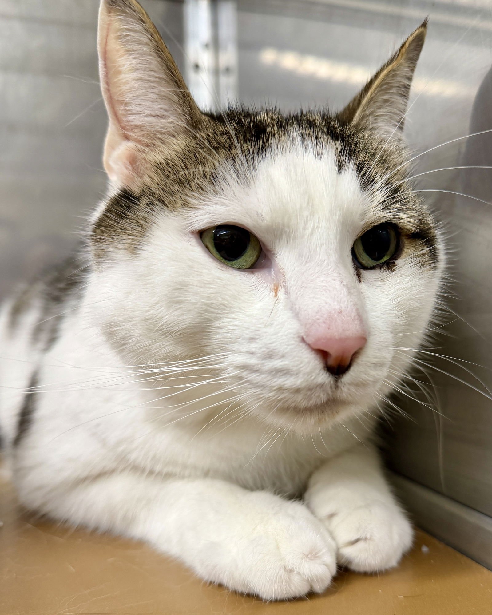 Sousuke (bonded w/ Freyja) - Photo 4