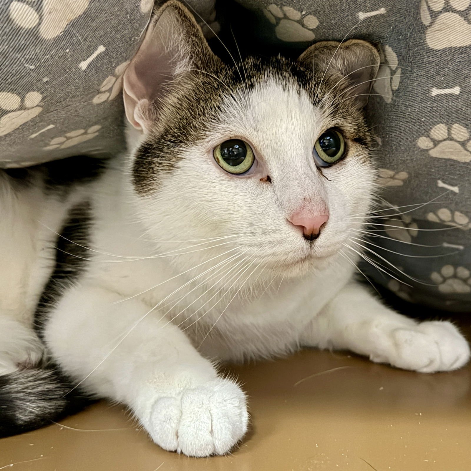 Sousuke (bonded w/ Freyja) - Photo 5