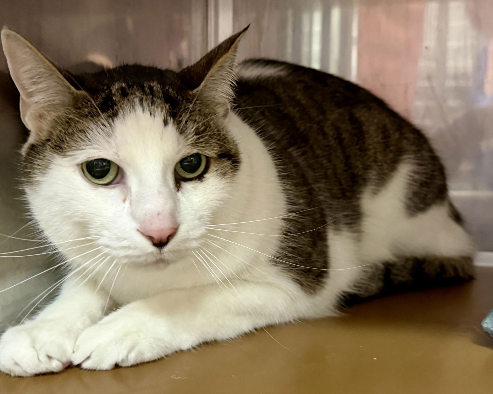 Sousuke (bonded w/ Freyja) - Photo 6