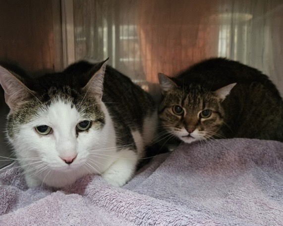 Sousuke (bonded w/ Freyja) - Photo 7