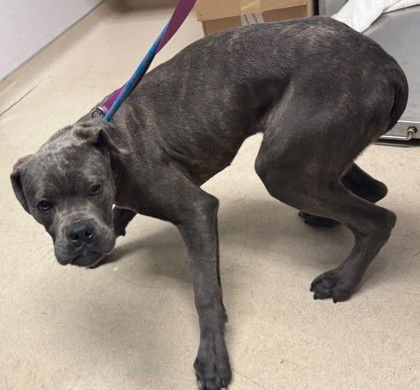 ARWEN - Cane Corso Mastiff available for adoption