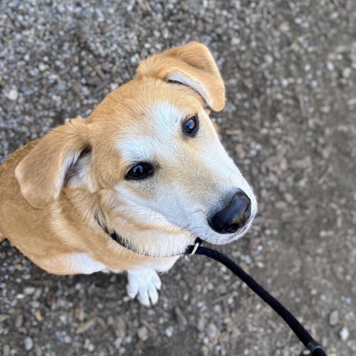 ELLIOT - Unknown available for adoption