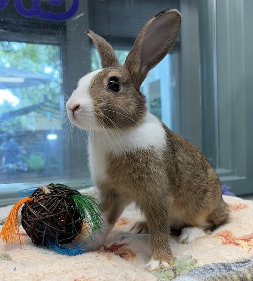 RIGATONI - American available for adoption