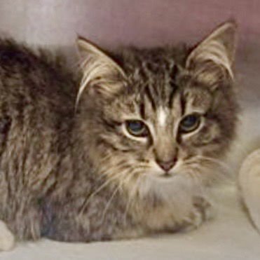 EVERDEEN (BONDED W/ KATNISS) - Domestic Medium Hair available for adoption