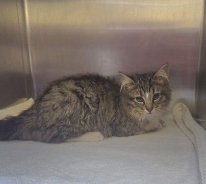 EVERDEEN (BONDED W/ KATNISS) - Domestic Medium Hair available for adoption