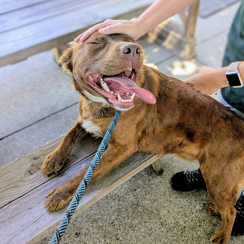 RUSTY - Unknown available for adoption